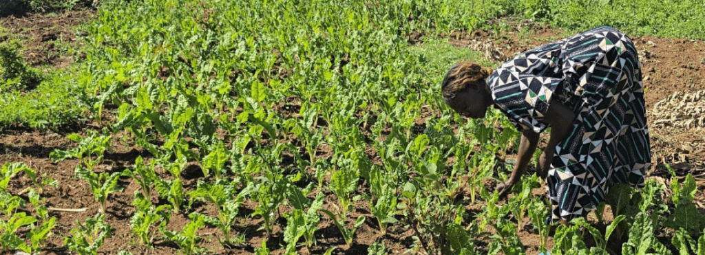 Farming-in-Webuye-West-Irrigation